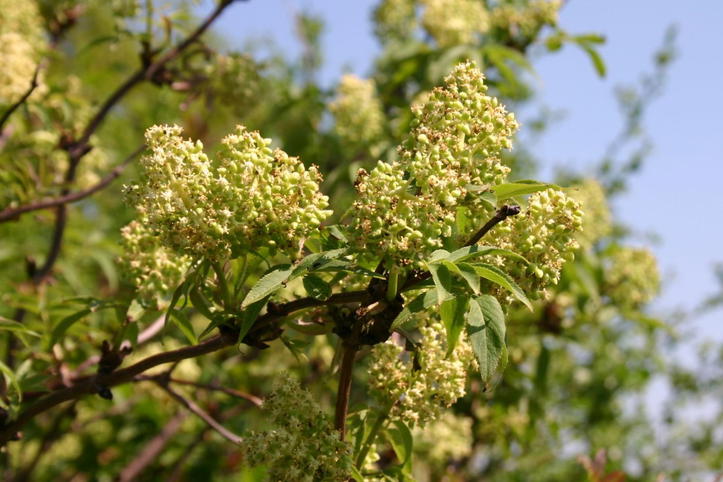 Hirsch Holunder Traubenholunder / Hirschholunder - Sambucus racemosa - Baumschule Horstmann