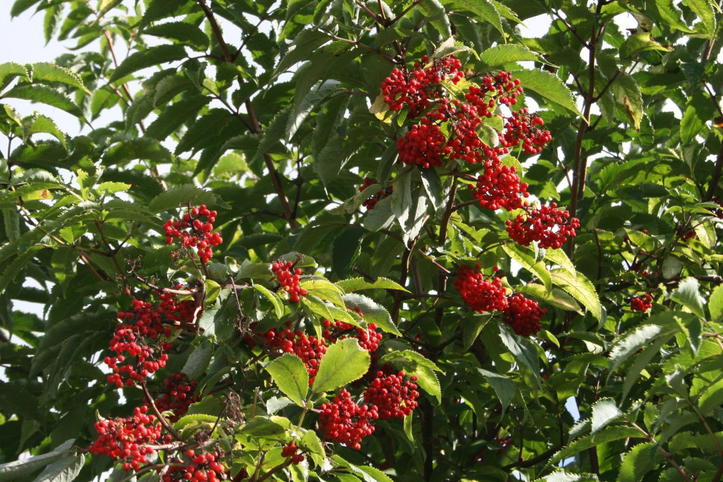 Hirsch Holunder Traubenholunder / Hirschholunder - Sambucus racemosa - Baumschule Horstmann