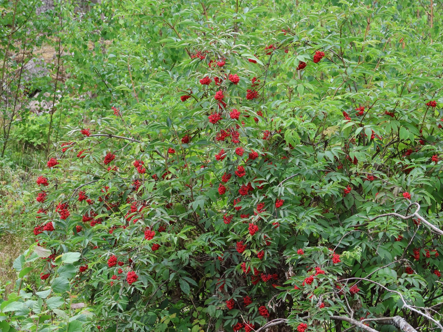 Traubenholunder / Hirschholunder - Sambucus racemosa