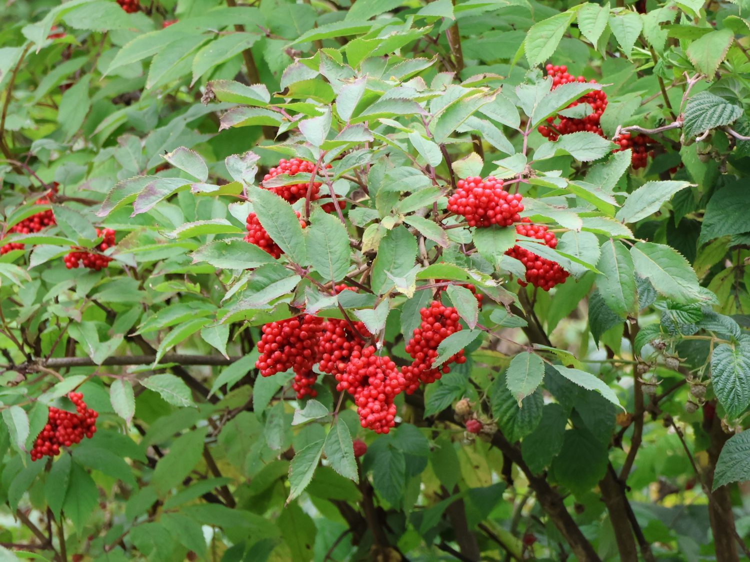Traubenholunder / Hirschholunder - Sambucus racemosa