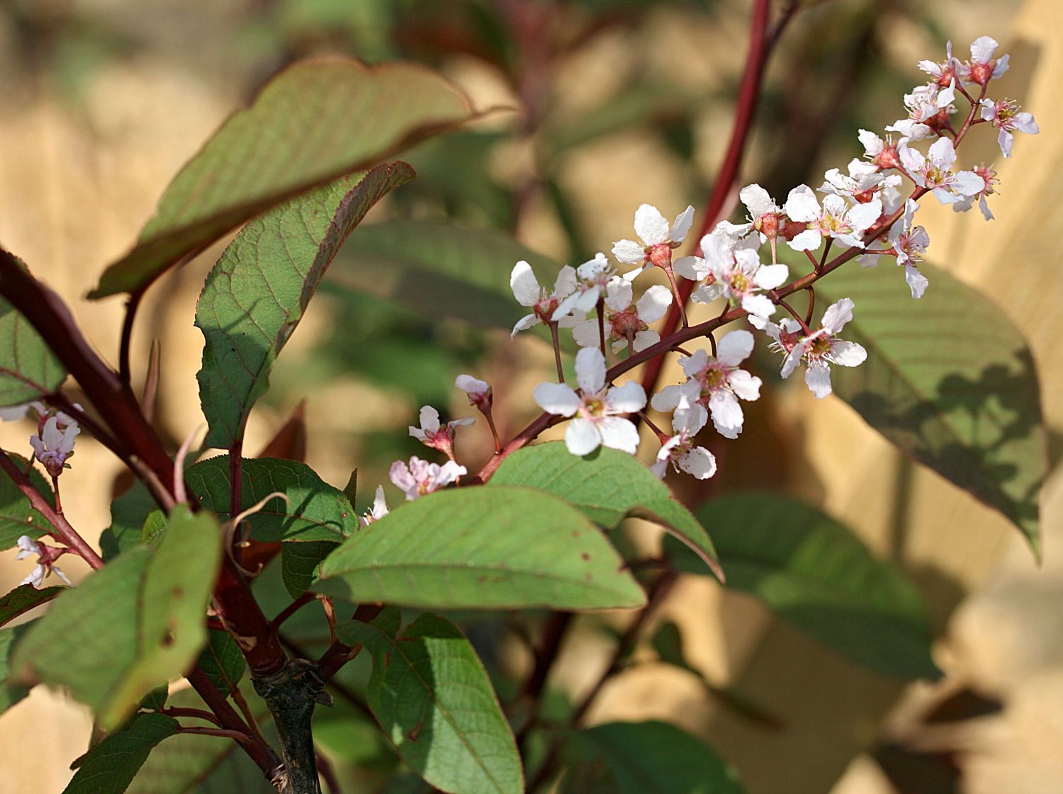 Traubenkirsche 'Colorata'