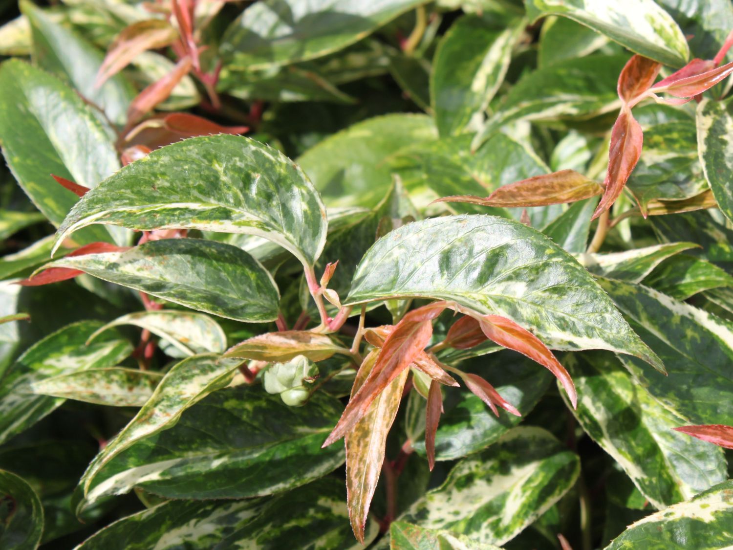 Traubenmyrte 'Makijaz'