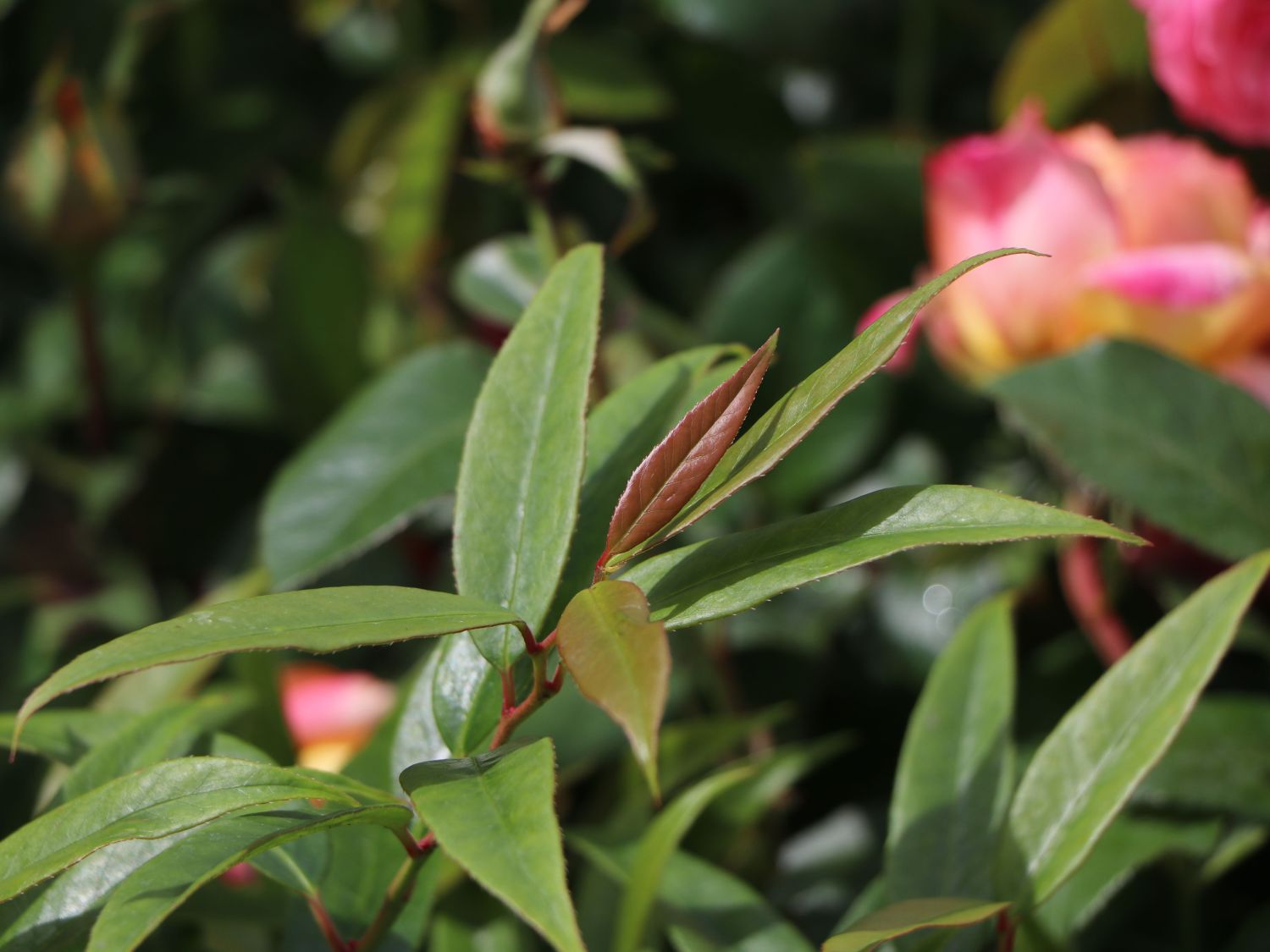 Traubenmyrthe 'Burning Love' ® - Leucothoe keiskei 'Burning Love' ®