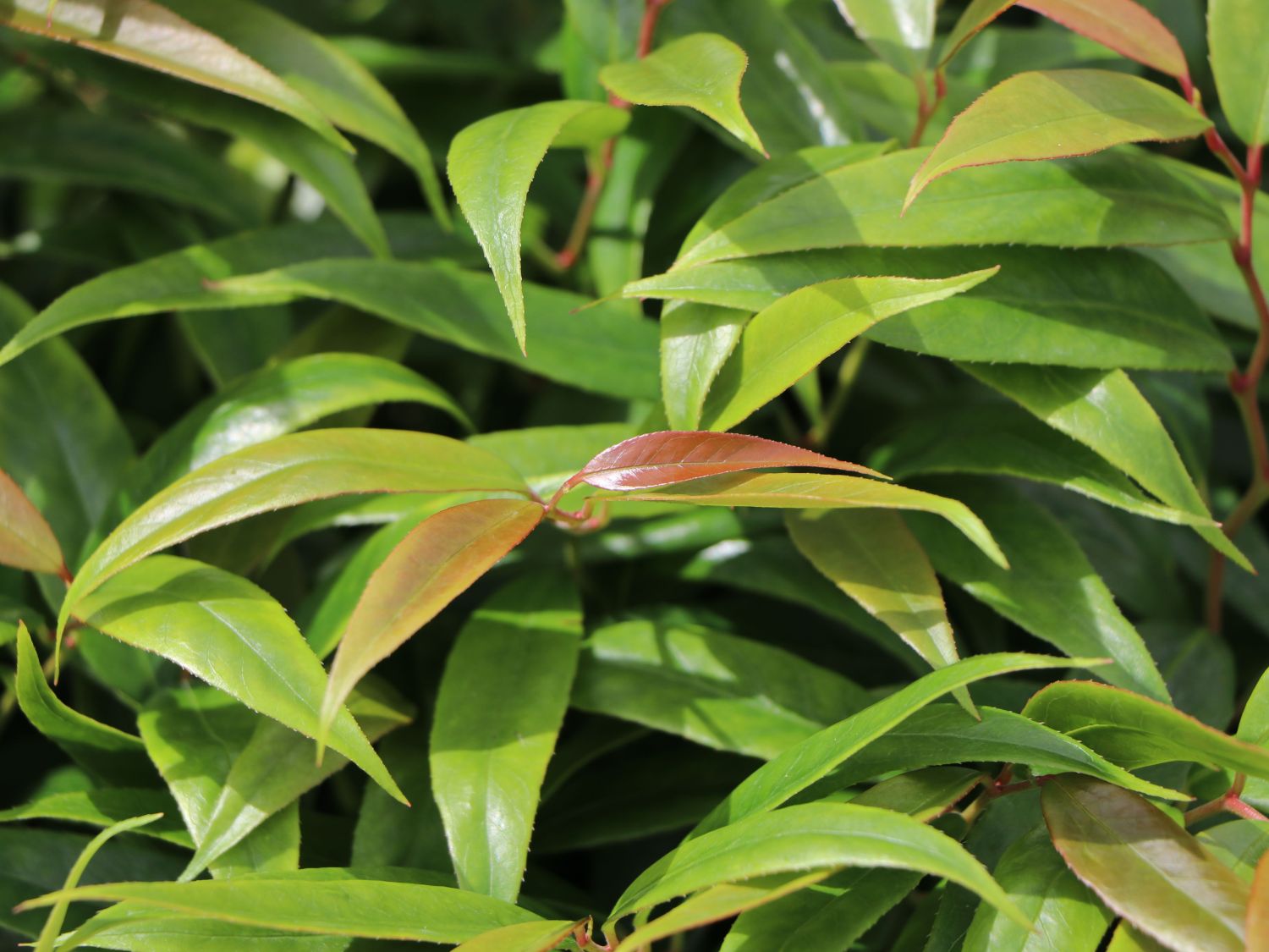 Traubenmyrthe 'Burning Love' ® - Leucothoe keiskei 'Burning Love' ®