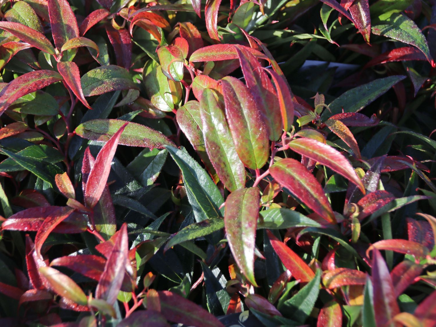 Traubenmyrthe 'Burning Love' ® - Leucothoe keiskei 'Burning Love' ®