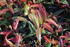 Traubenmyrthe 'Burning Love' ® - Leucothoe keiskei 'Burning Love' ®
