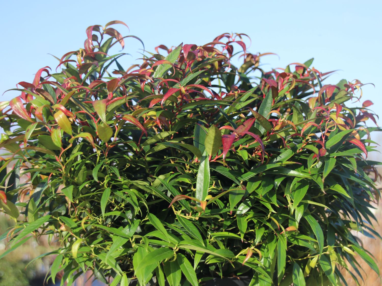 Traubenmyrthe 'Burning Love' ® - Leucothoe keiskei 'Burning Love' ®