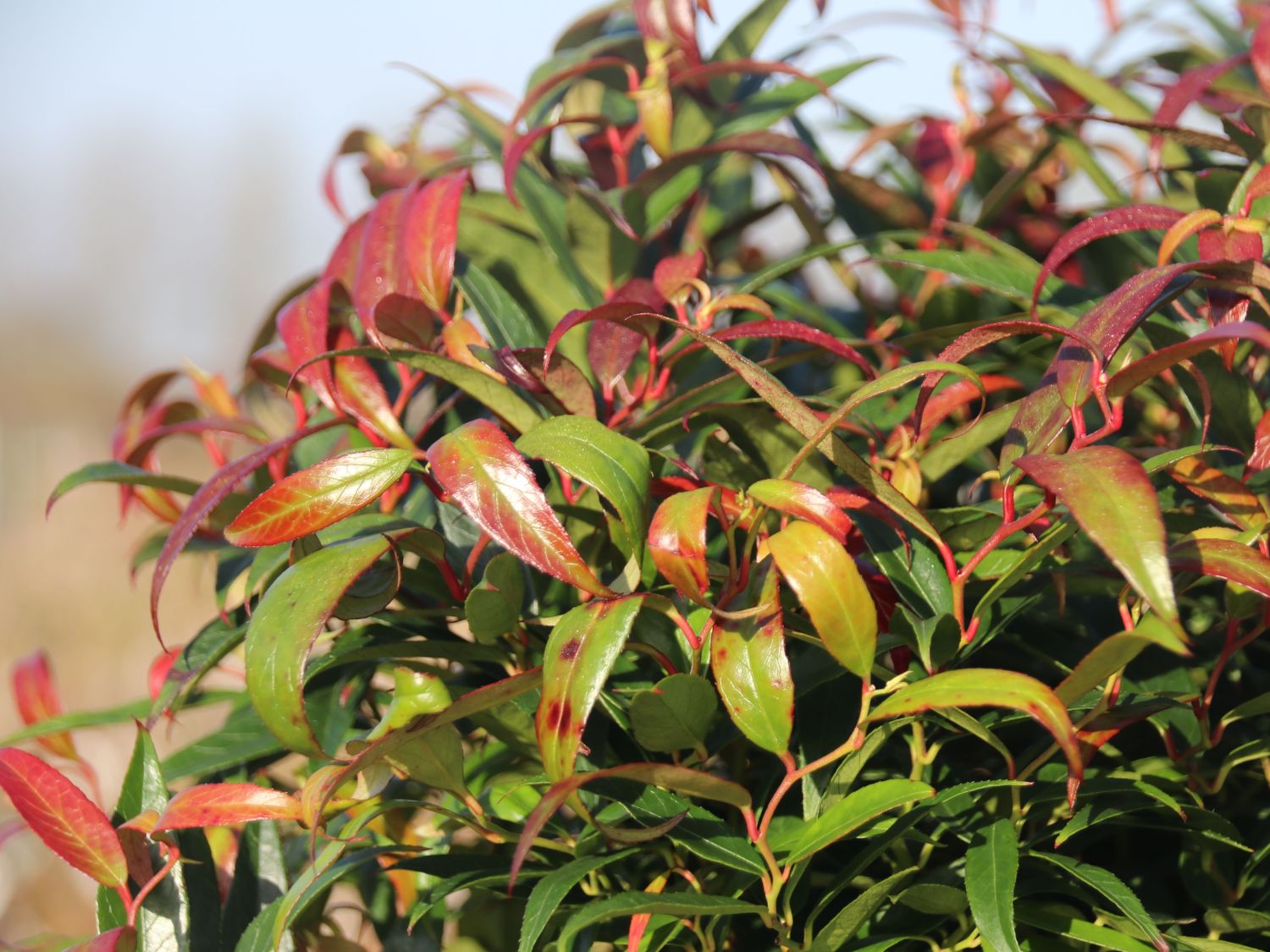 Traubenmyrthe 'Burning Love' ® - Leucothoe keiskei 'Burning Love' ®