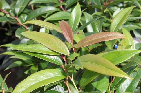Traubenmyrthe 'Royal Ruby' - Leucothoe keiskei 'Royal Ruby'