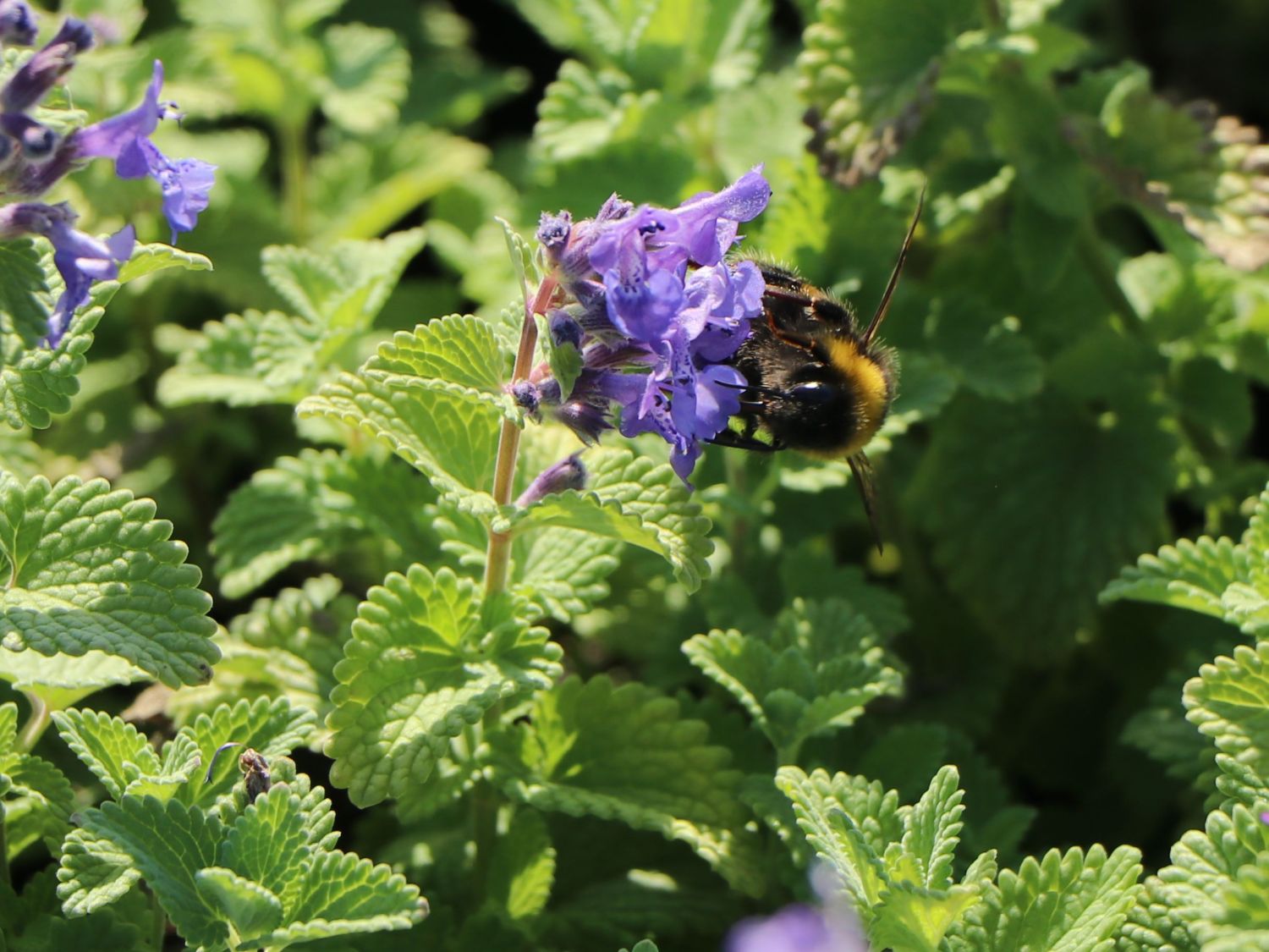 Trauben-Katzenminze 'Little Titch'