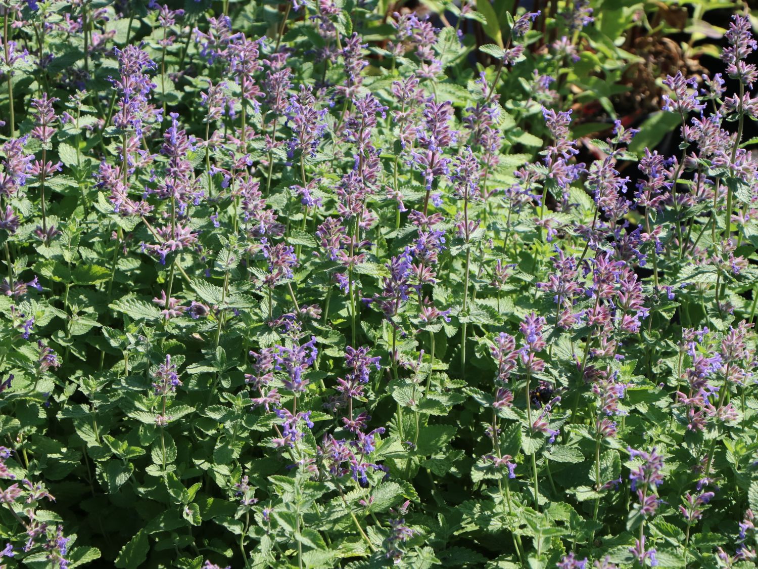 Traubige Katzenminze