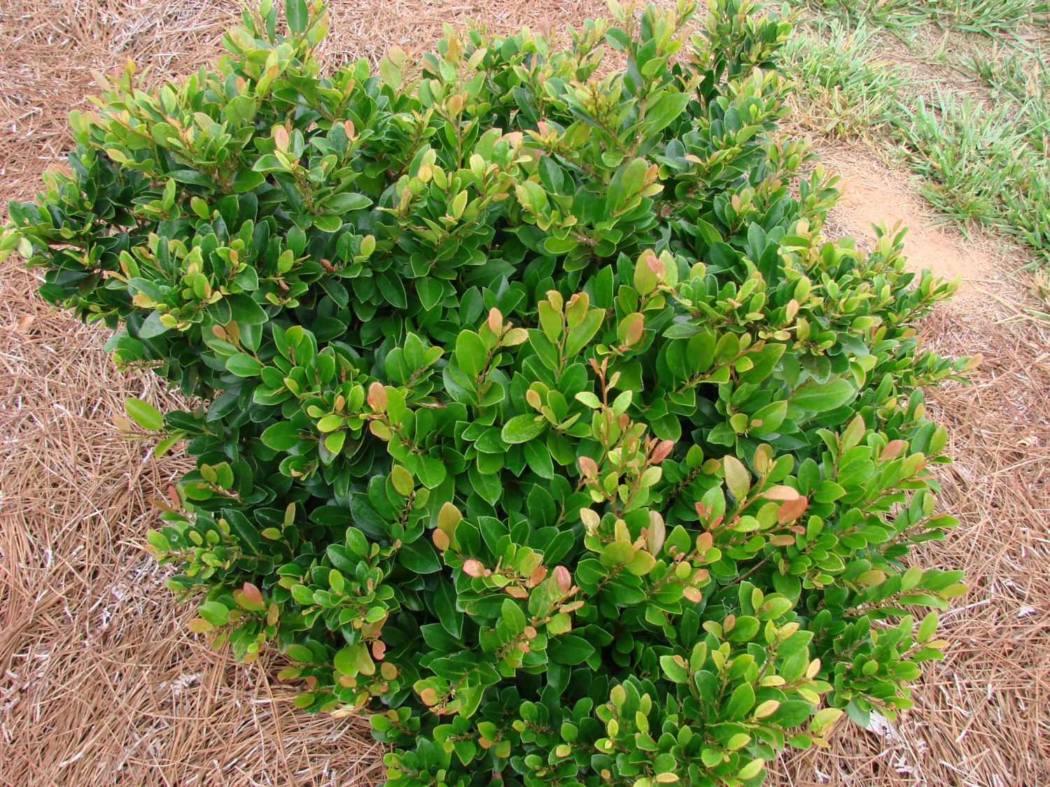 Traubiger Zwerggriffel FIRST EDITIONS ® 'Coppertone' - Distylium FIRST EDITIONS ® 'Coppertone'