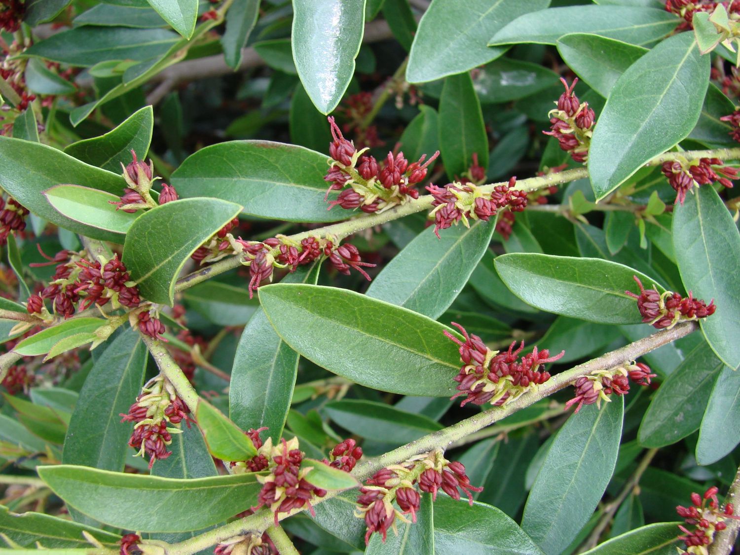 Traubiger Zwerggriffel FIRST EDITIONS ® 'Vintage Jade' - Distylium FIRST EDITIONS ® 'Vintage Jade'