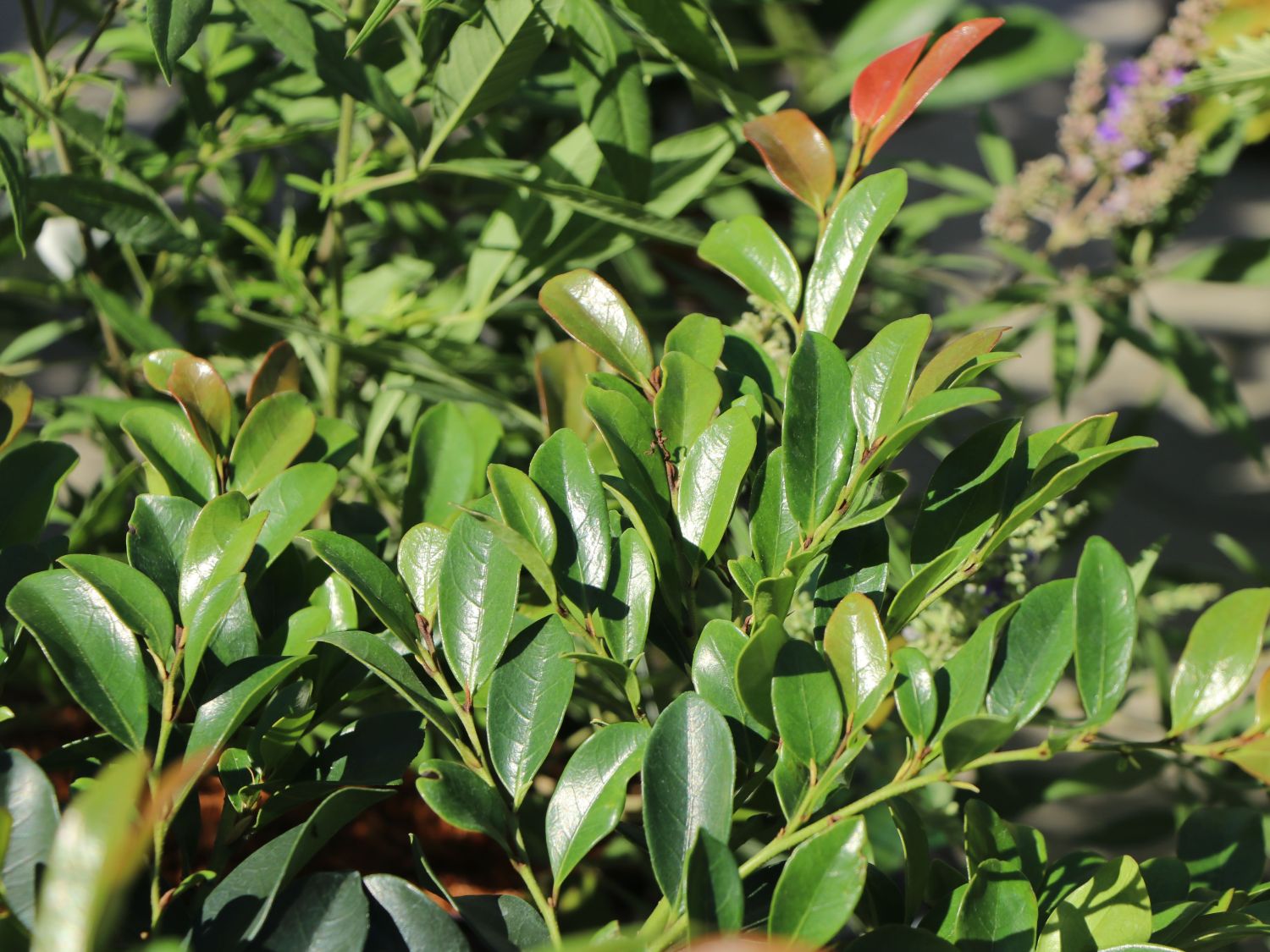 Distylium (Distylium)