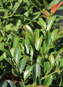 Distylium (Distylium)