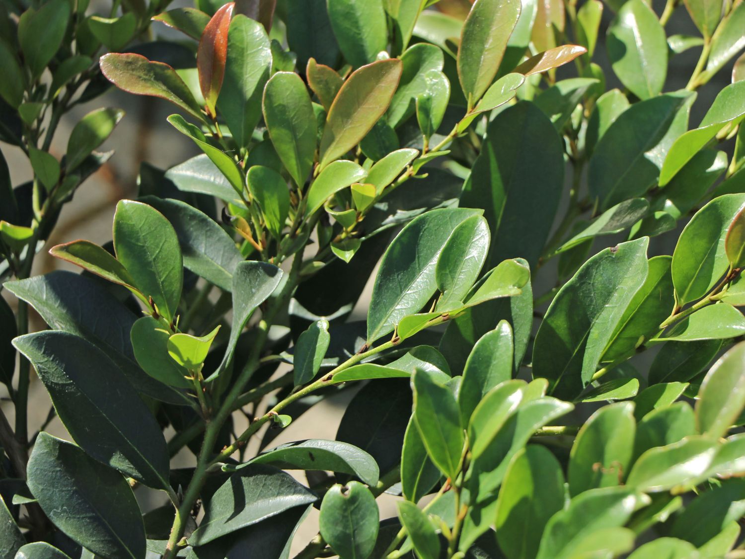 Traubiger Zwerggriffel FIRST EDITIONS ® 'Linebacker' - Distylium FIRST EDITIONS ® 'Linebacker'