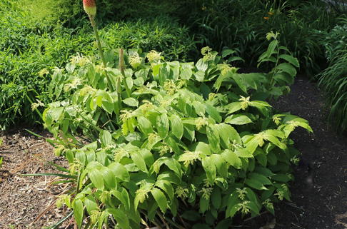 Traubiges Duftsiegel - Maianthemum racemosum