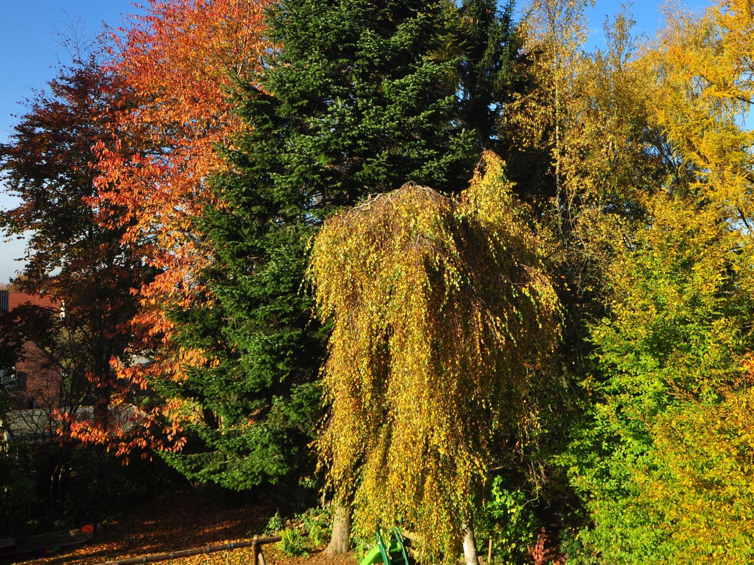 Buchenartige (Fagales)