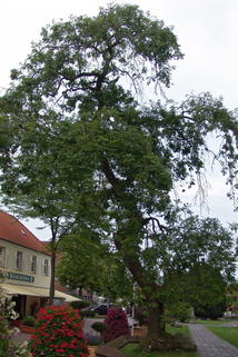 Traueresche - Fraxinus excelsior 'Pendula'