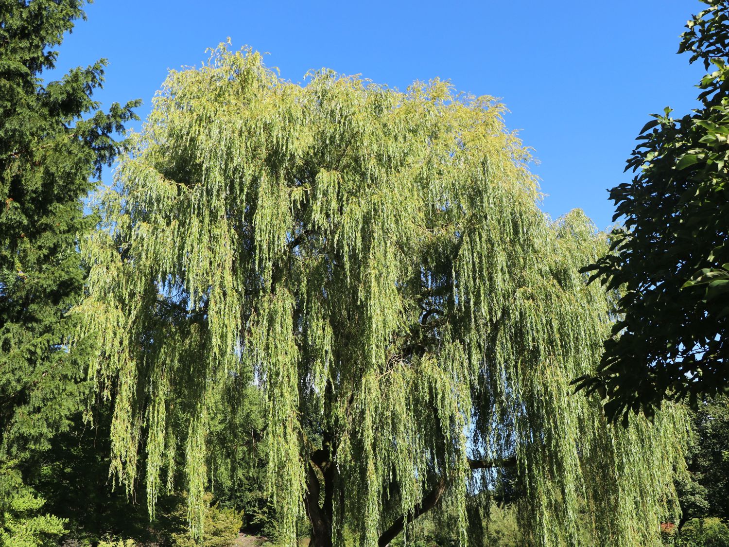 Trauerweide / Hängeweide 'Chrysocoma' / 'Tristis'