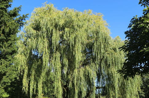 Trauerweide / Hängeweide 'Chrysocoma' / 'Tristis' - Salix x sepulcralis 'Chrysocoma' (Salix alba 'Tristis')