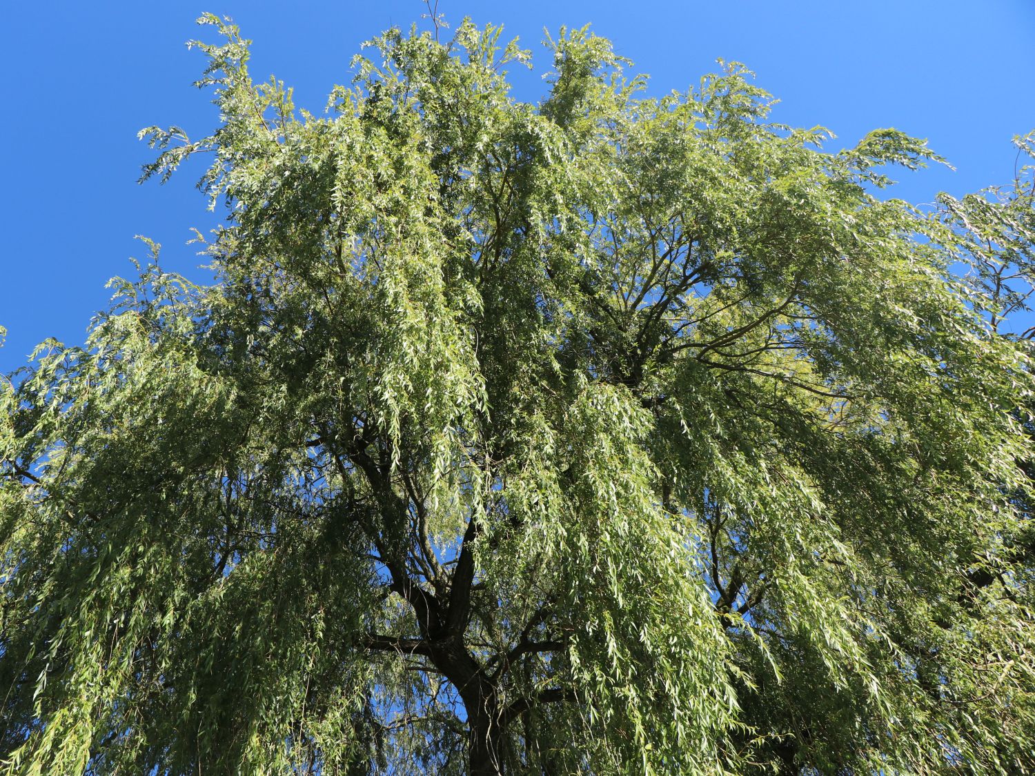 Trauerweide / Hängeweide / Silberweide 'Tristis' - Salix alba 'Tristis ...