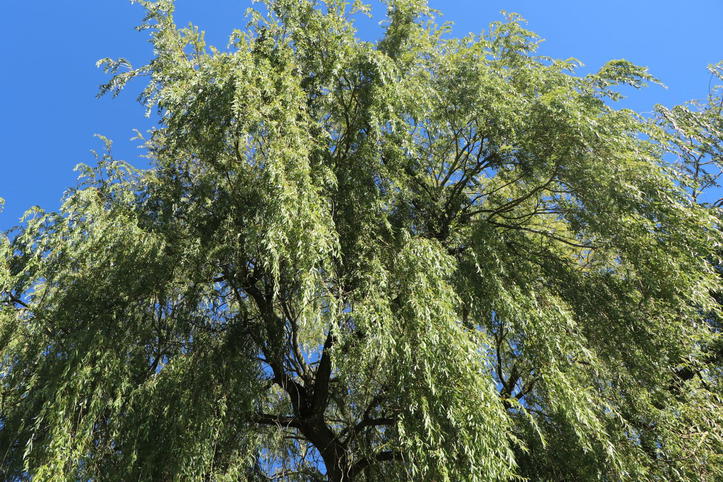 Trauerweide / Hängeweide / Silberweide 'Tristis' - Salix alba 'Tristis ...