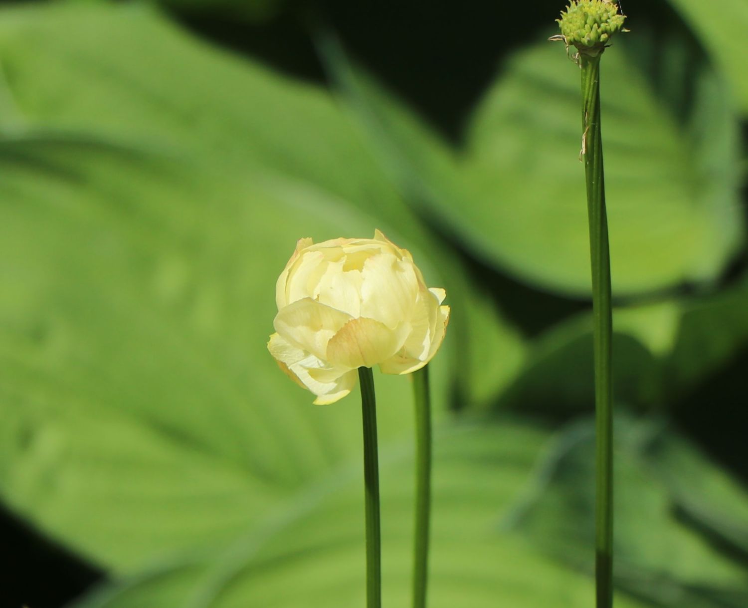 Trollblume 'Alabaster' - Trollius x cultorum 'Alabaster'