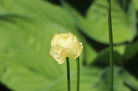 Trollblume 'Alabaster' - Trollius x cultorum 'Alabaster'