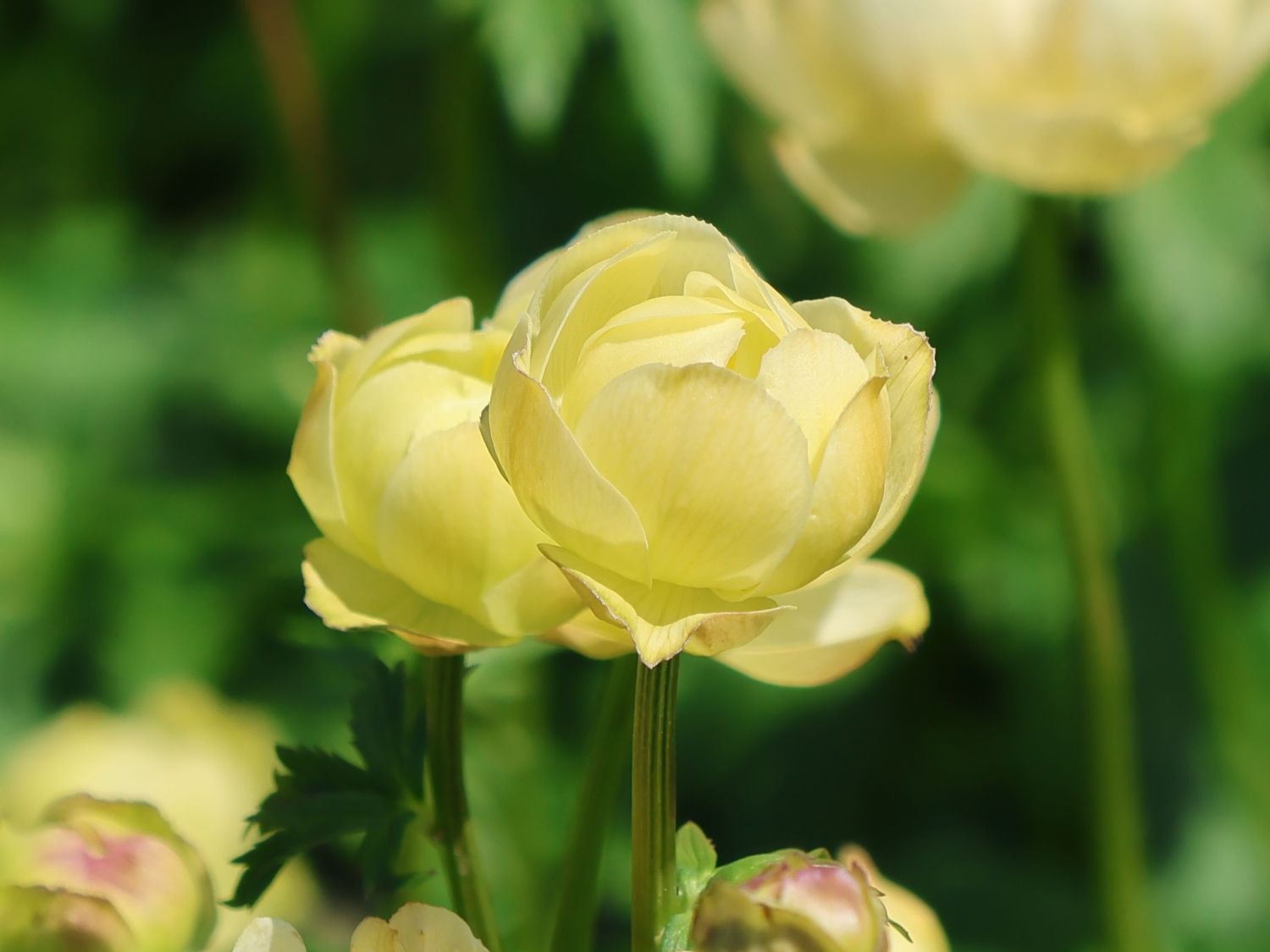 Trollblume 'Cheddar' - Trollius x cultorum 'Cheddar'