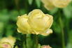 Trollblume 'Cheddar' - Trollius x cultorum 'Cheddar'