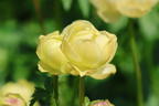 Trollblume 'Cheddar' - Trollius x cultorum 'Cheddar'
