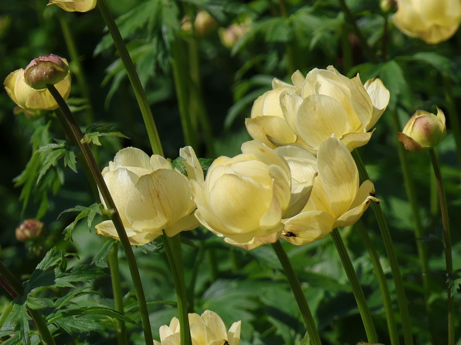 Trollblume 'Cheddar' - Trollius x cultorum 'Cheddar'
