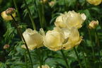 Trollblume 'Cheddar' - Trollius x cultorum 'Cheddar'