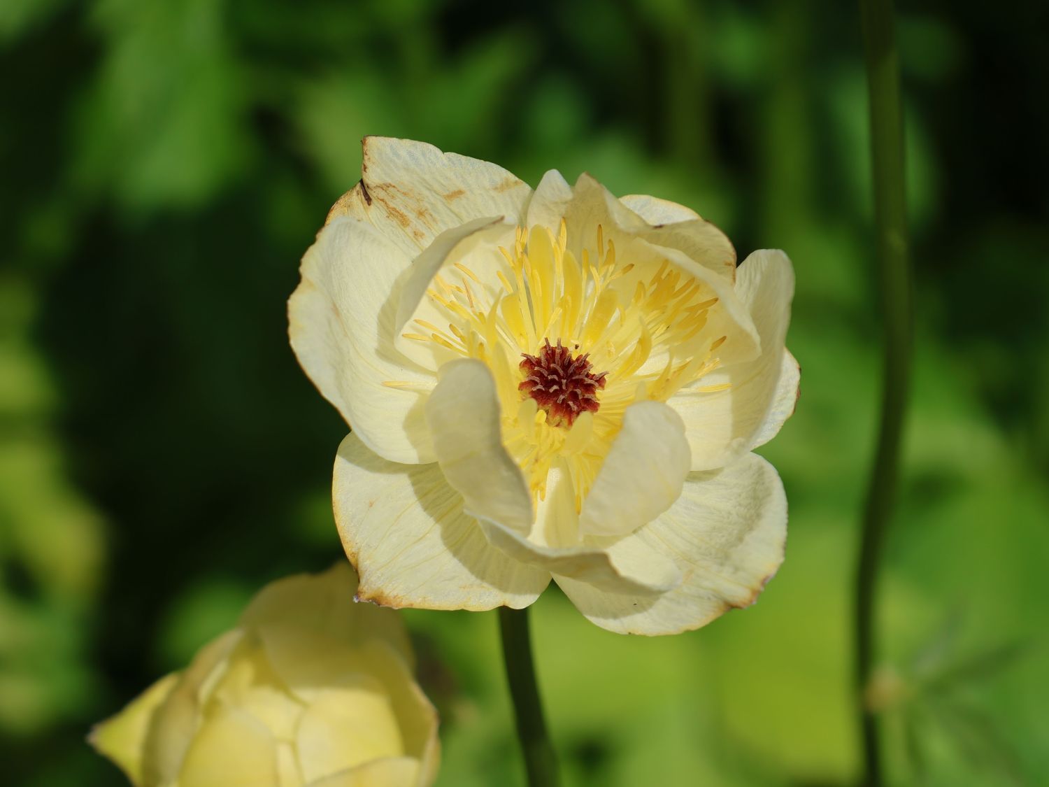 Trollblume 'Cheddar' - Trollius x cultorum 'Cheddar'