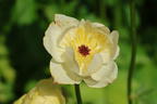 Trollblume 'Cheddar' - Trollius x cultorum 'Cheddar'