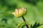 Trollblume 'Cheddar' - Trollius x cultorum 'Cheddar'