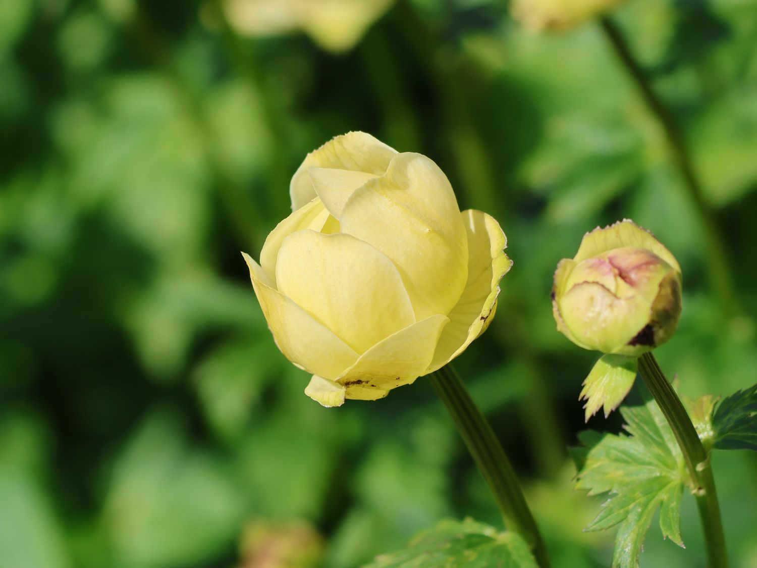 Trollblume 'Cheddar' - Trollius x cultorum 'Cheddar'