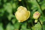 Trollblume 'Cheddar' - Trollius x cultorum 'Cheddar'