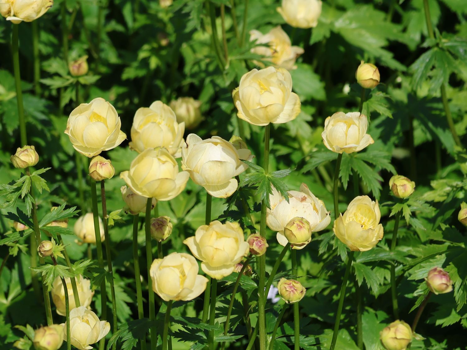 Trollblume 'Cheddar' - Trollius x cultorum 'Cheddar'