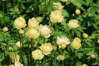 Trollblume 'Cheddar' - Trollius x cultorum 'Cheddar'