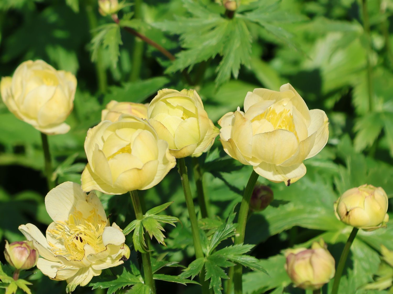 Trollblume 'Cheddar' - Trollius x cultorum 'Cheddar'