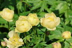 Trollblume 'Cheddar' - Trollius x cultorum 'Cheddar'