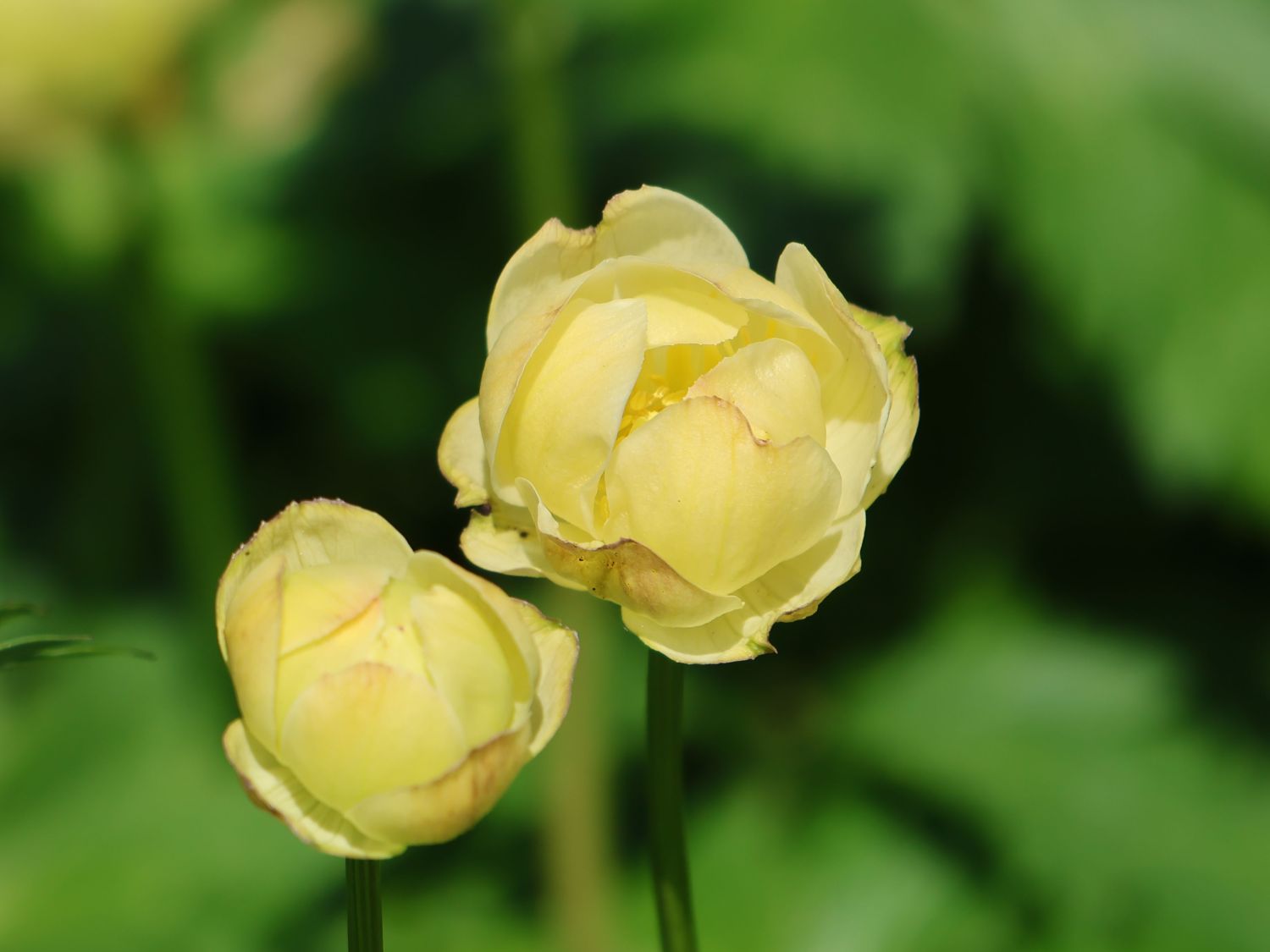 Trollblume 'Cheddar' - Trollius x cultorum 'Cheddar'