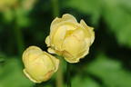 Trollblume 'Cheddar' - Trollius x cultorum 'Cheddar'