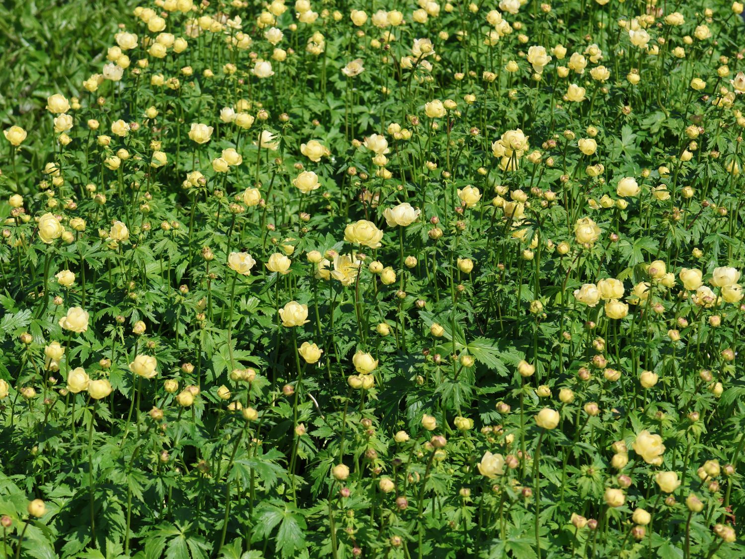 Trollblume 'Cheddar' - Trollius x cultorum 'Cheddar'