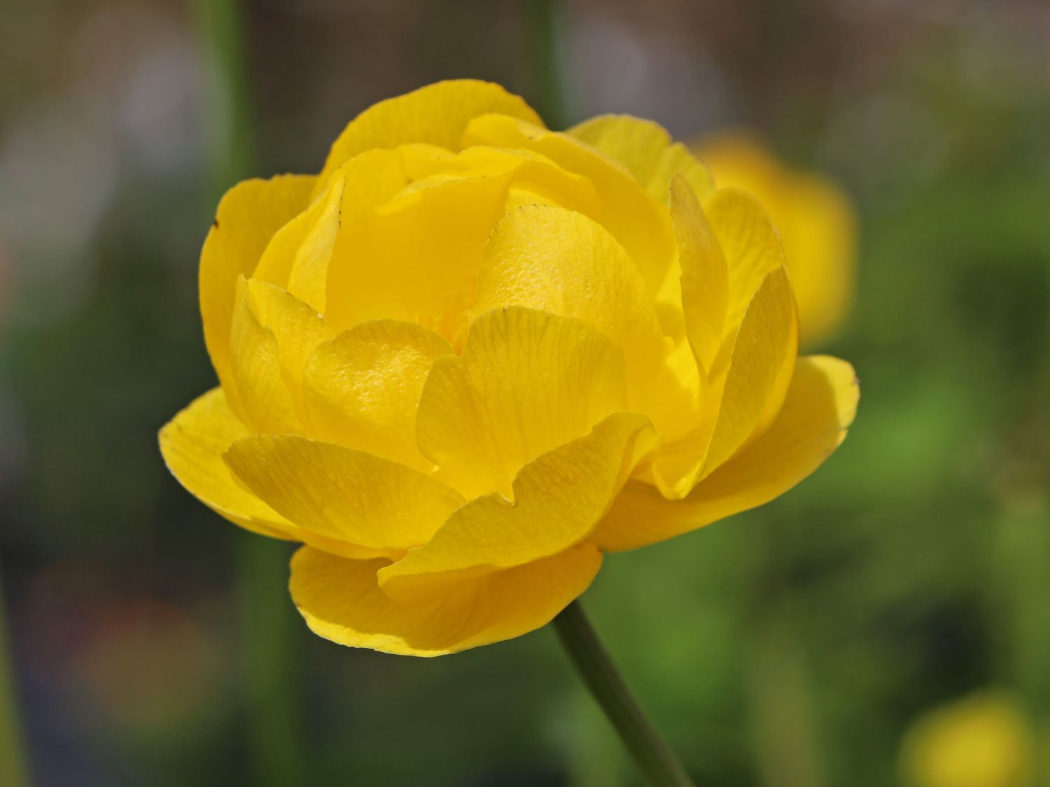 Trollblume 'Lemon Queen' - Trollius x cultorum 'Lemon Queen'
