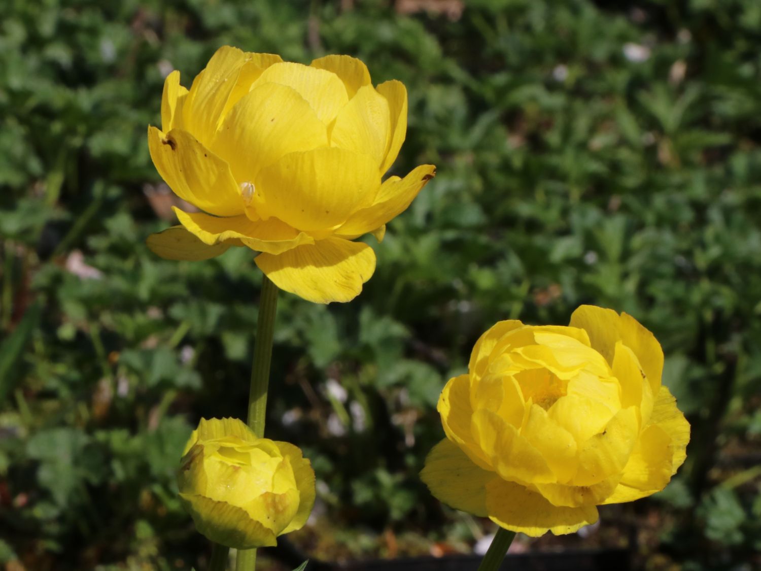 Trollblume 'Lemon Supreme' - Trollius x cultorum 'Lemon Supreme'