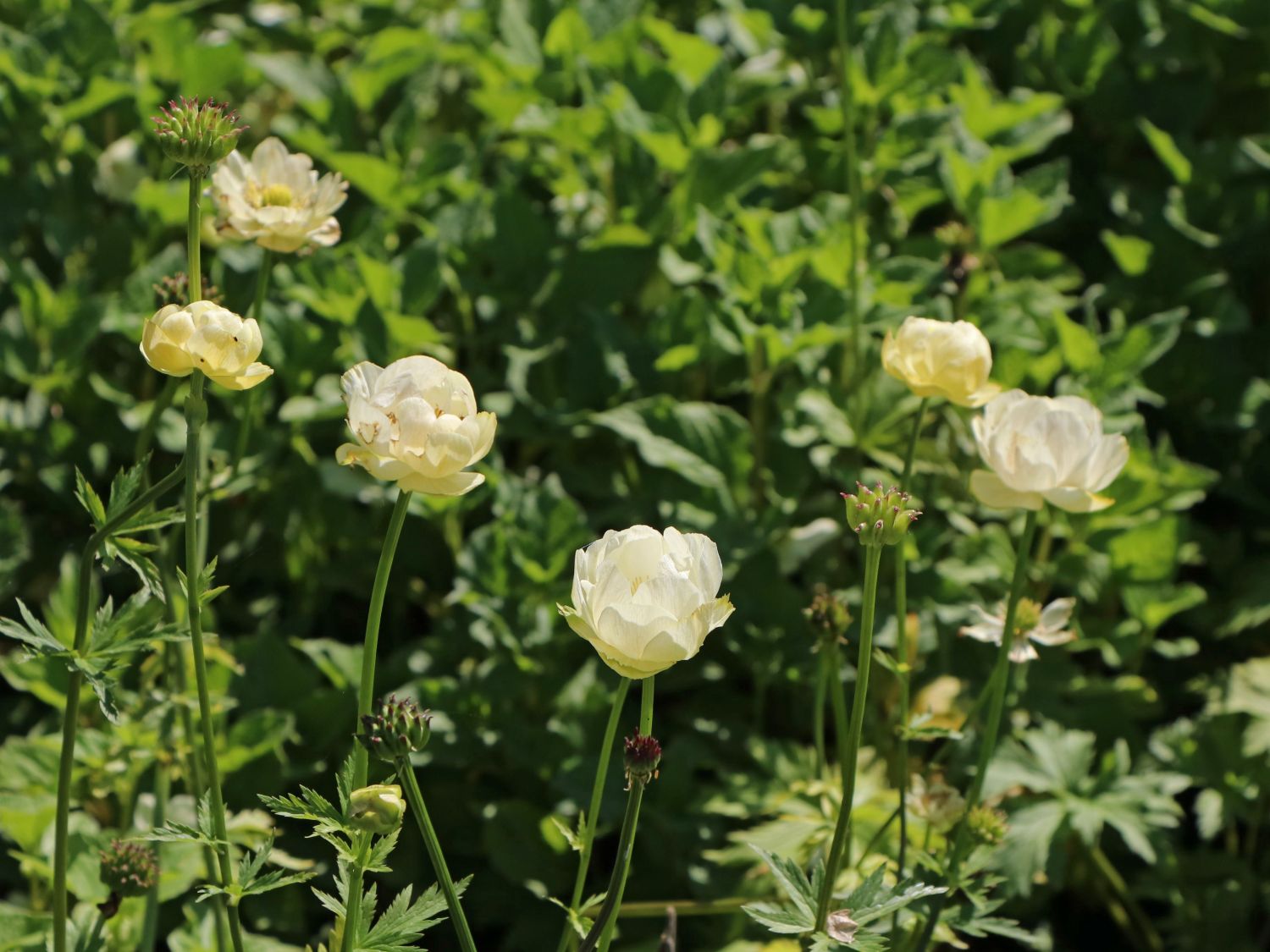 Trollblume 'New Moon' - Trollius x cultorum 'New Moon'