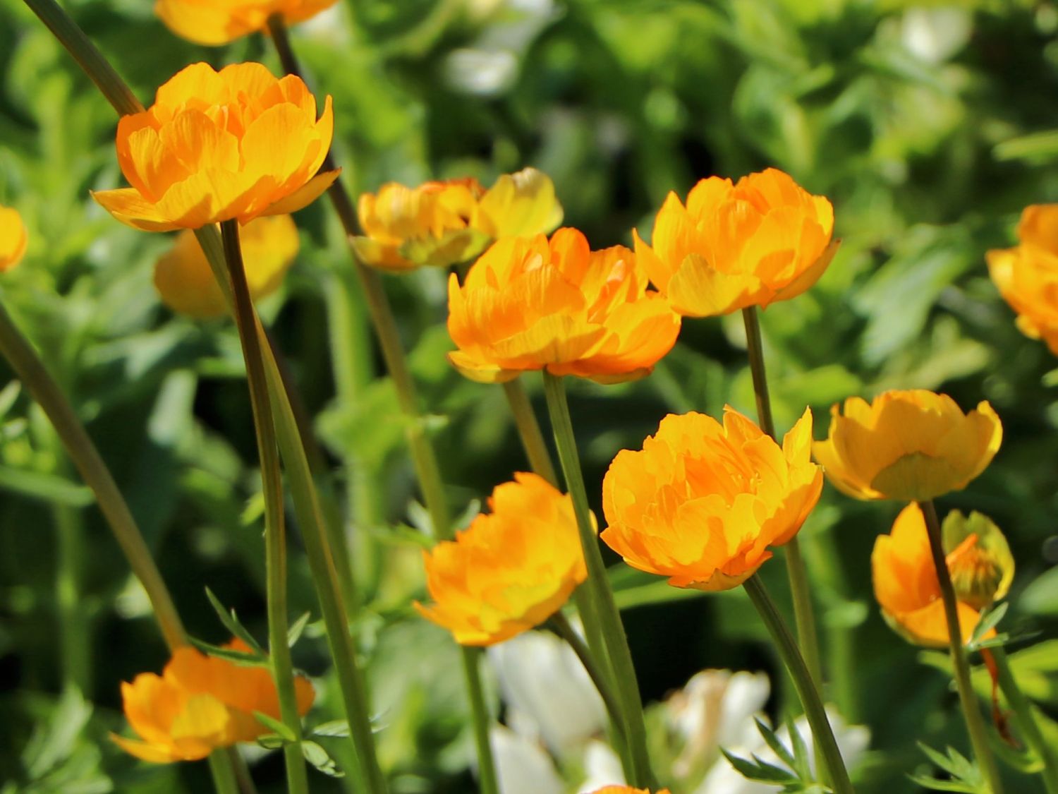 Trollblume 'Orange Globe' - Trollius x cultorum 'Orange Globe'